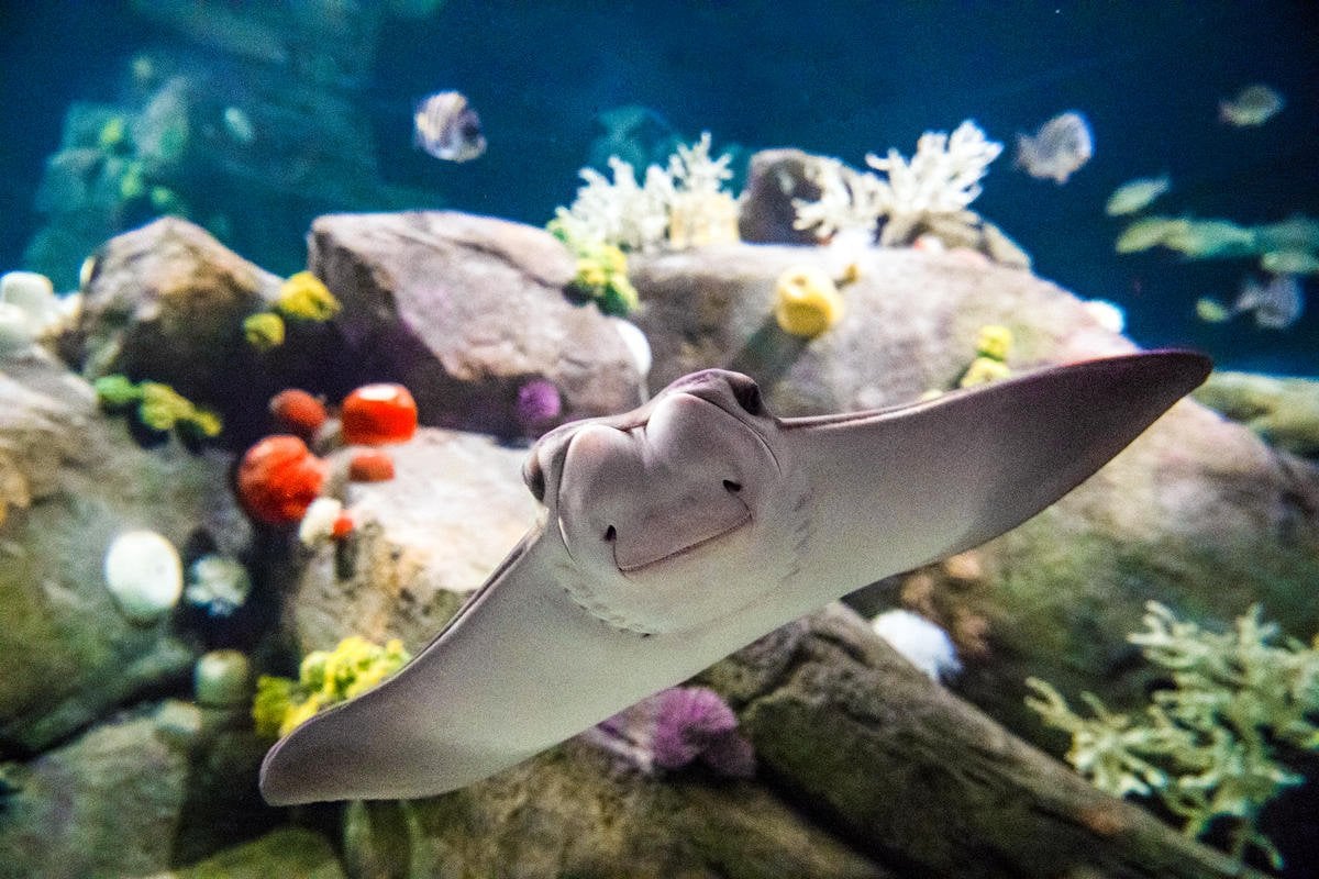New York Aquarium Locations