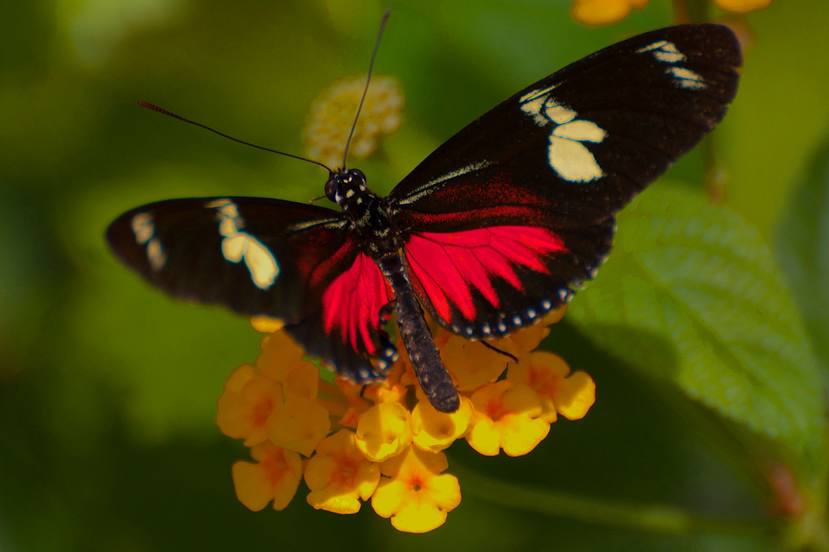 Butterfly Wonderland Aluguéis Butterfly Wonderland Aluguéis