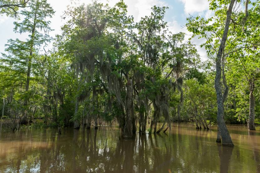 Honey Island Swamp Tours Rentals