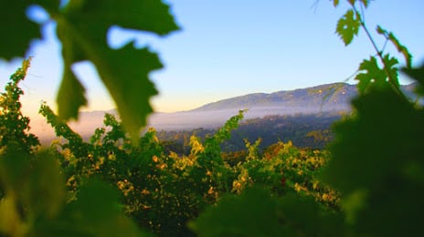 Alquileres de House Family Vineyards